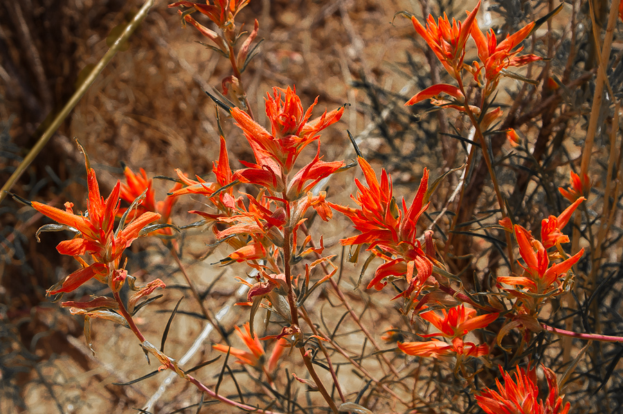Blüten im Indian Creek Canyon