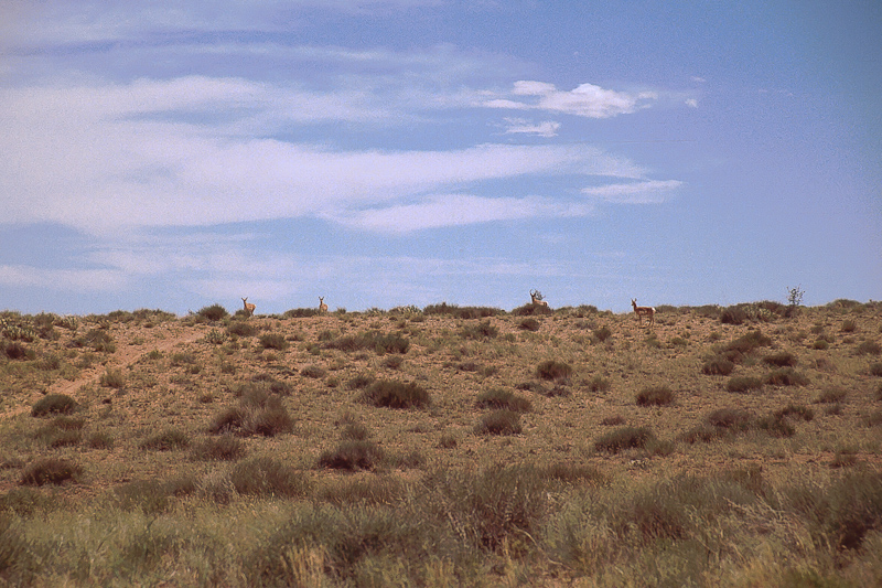 Pronghorn Antilopen