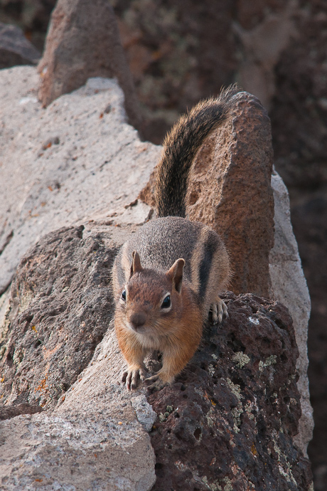 Grand Mesa Lands End, Squirrel