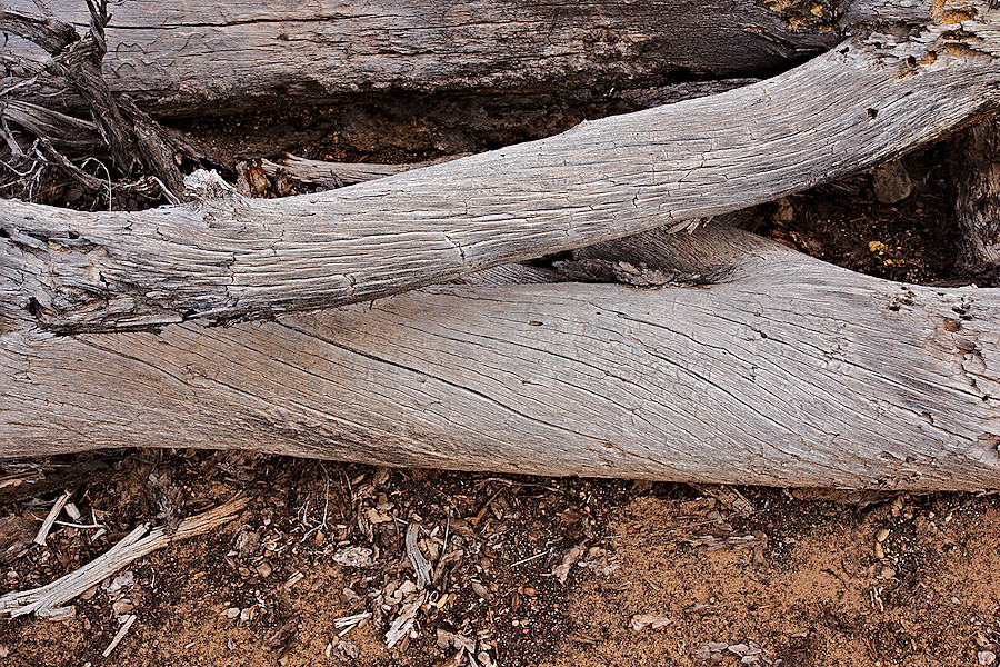Dead Juniper Tree