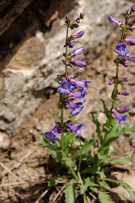Penstemon unilaterals