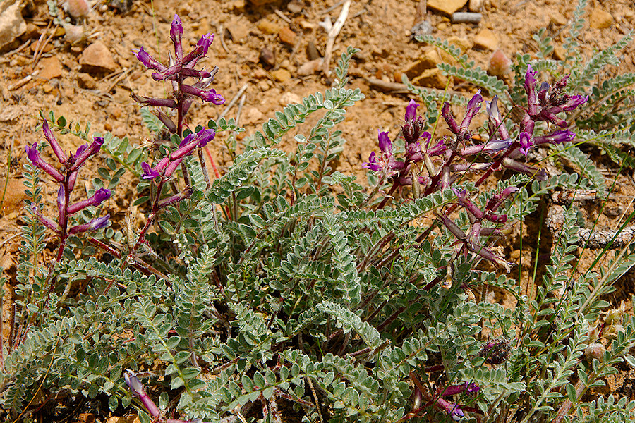 Milkvetch