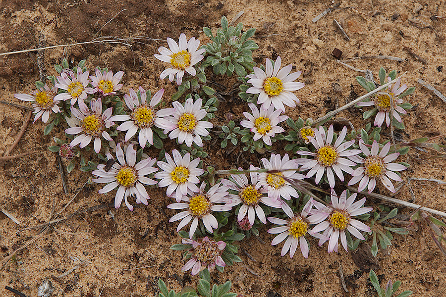 Hoary Townsend Daisy Plant