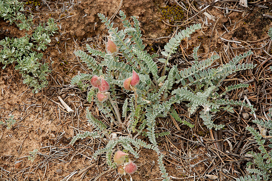 Astragalus desperatus (Rimrock Milkvetch)