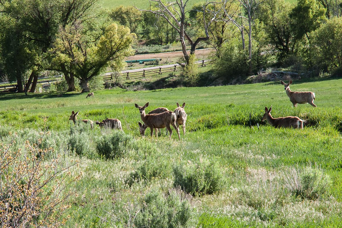 Mule Deers