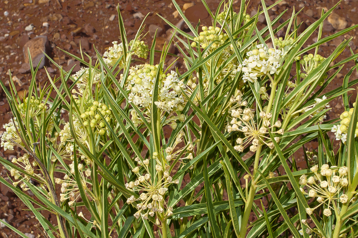 Whorled Milkweed (Asclepsias subverticillata)