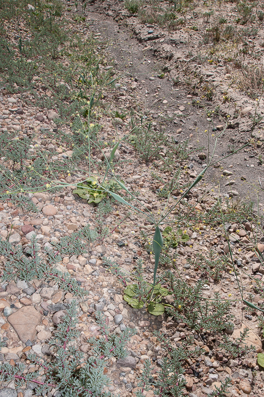 Desert Trumpet