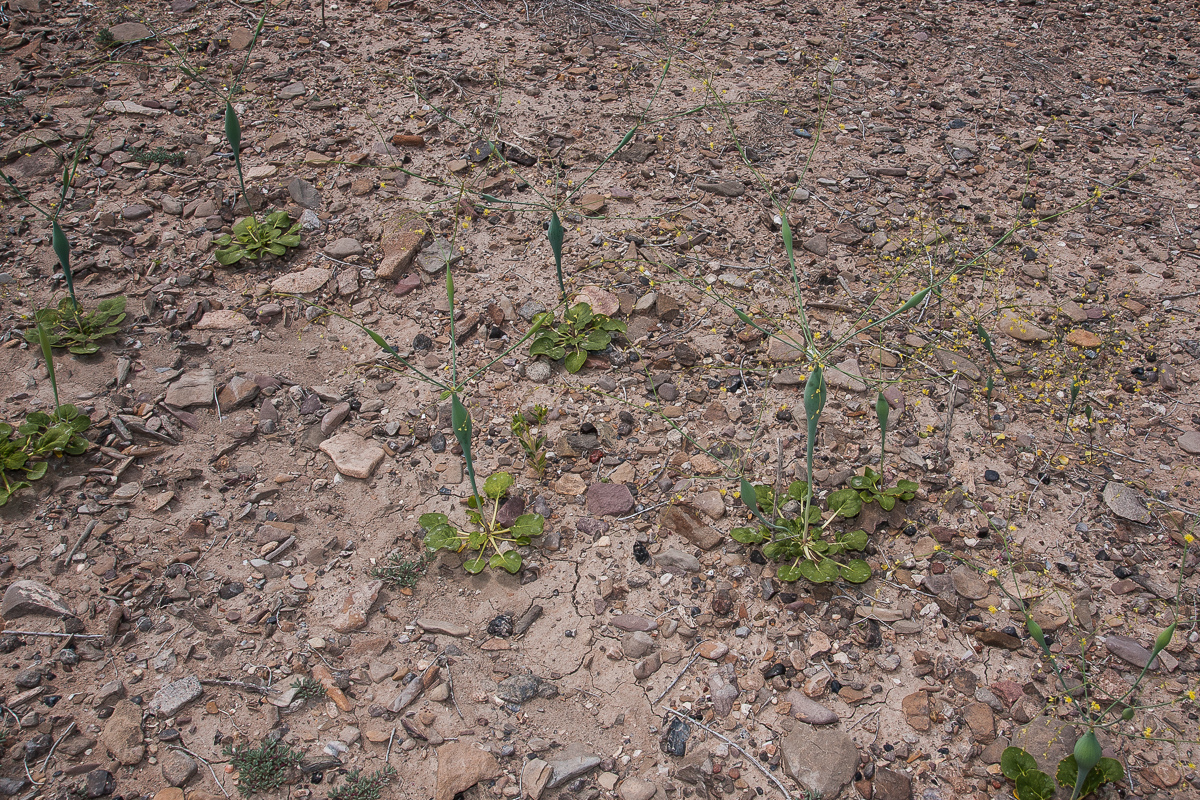 Desert Trumpet