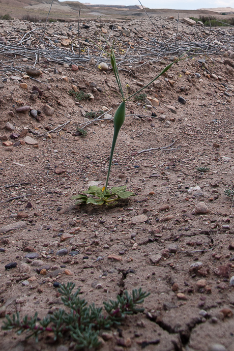 Desert Trumpet