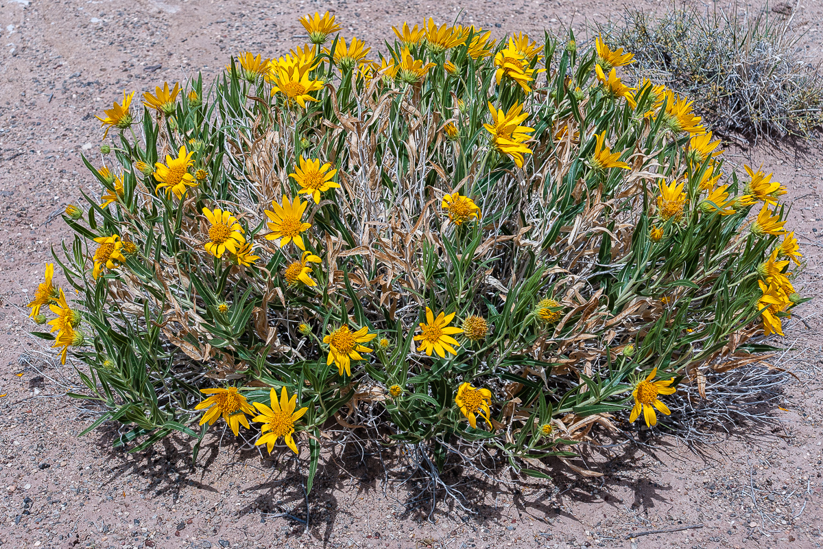 Desert Mule`s Ears