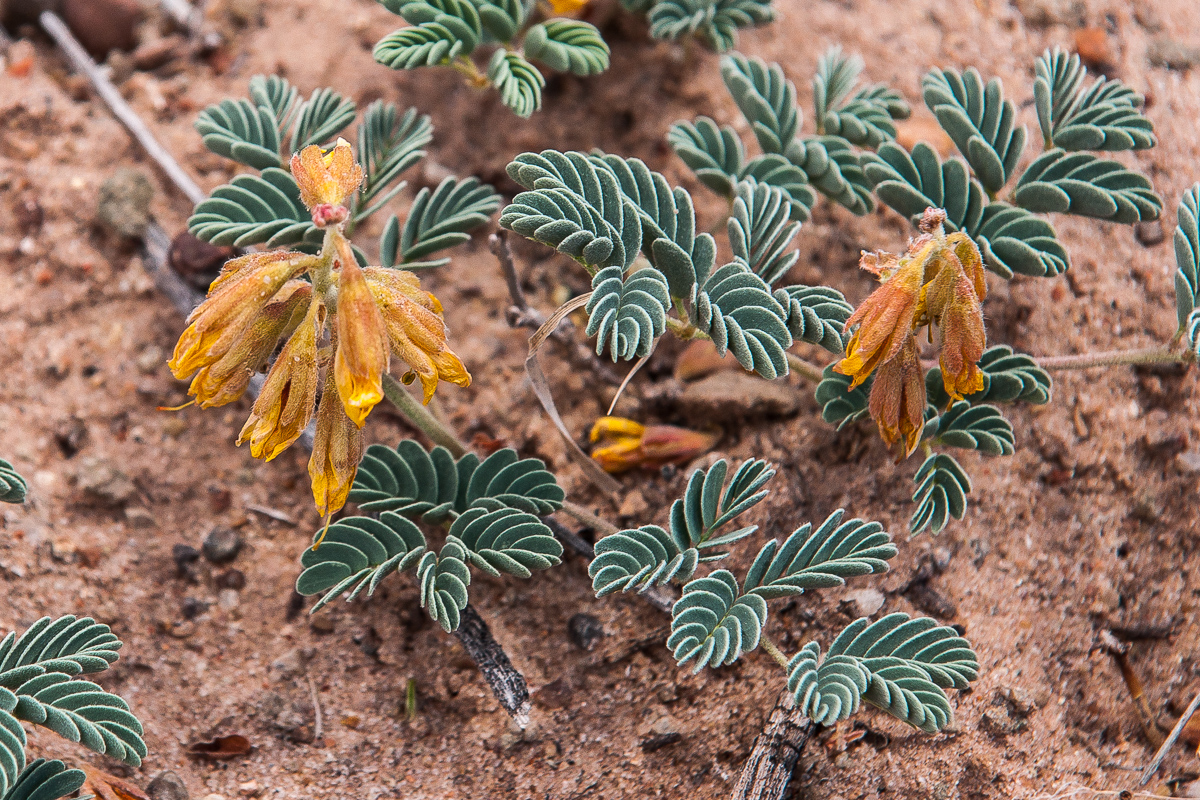 Astragalus