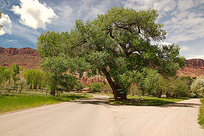 Cottonwood Tree