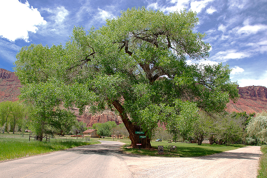 Cottonwood Tree Castle Valley