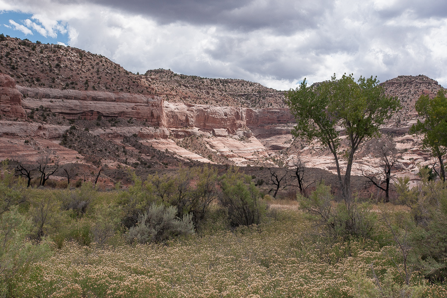 Lake Bottom; Dolores River Canyon