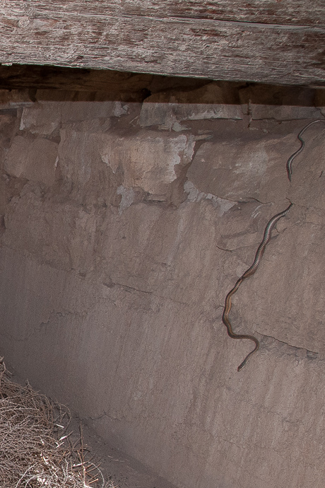 Desert Striped Whipsnake