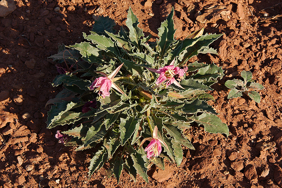 Dwarf Evening Primrose