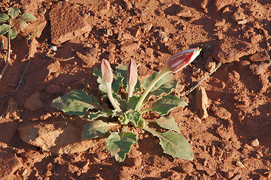 Dwarf Evening Primrose