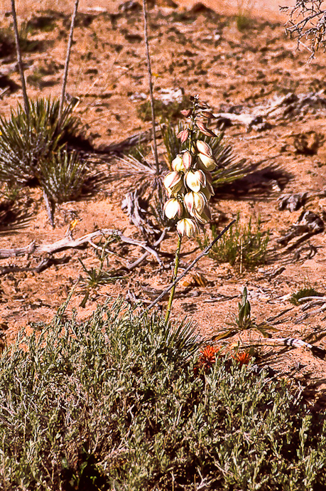 Harriman`s Yucca (Yucca harrimaniae)