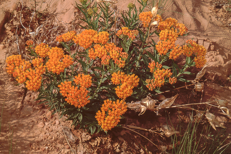 Horse Canyon: Butterfly Weed