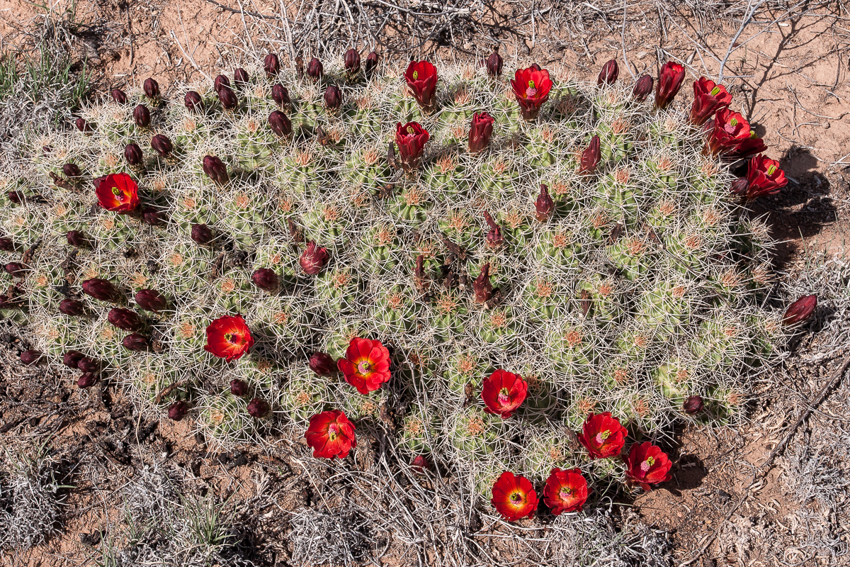 Claret Cup