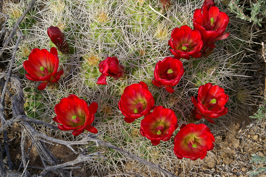 Claret Cup Cactus