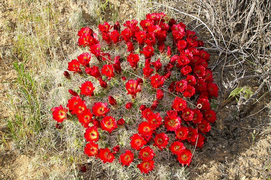 Claret Cup Cactus