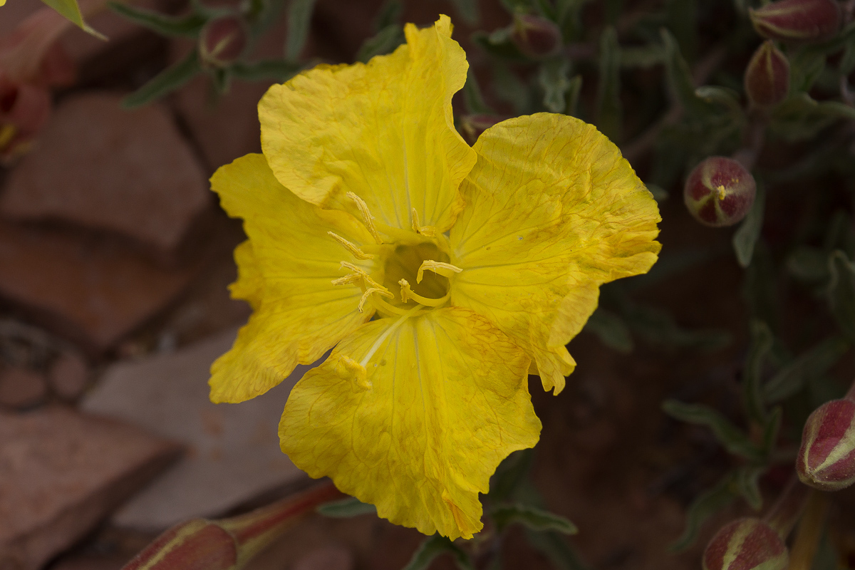 Oenothera lavandulifolia