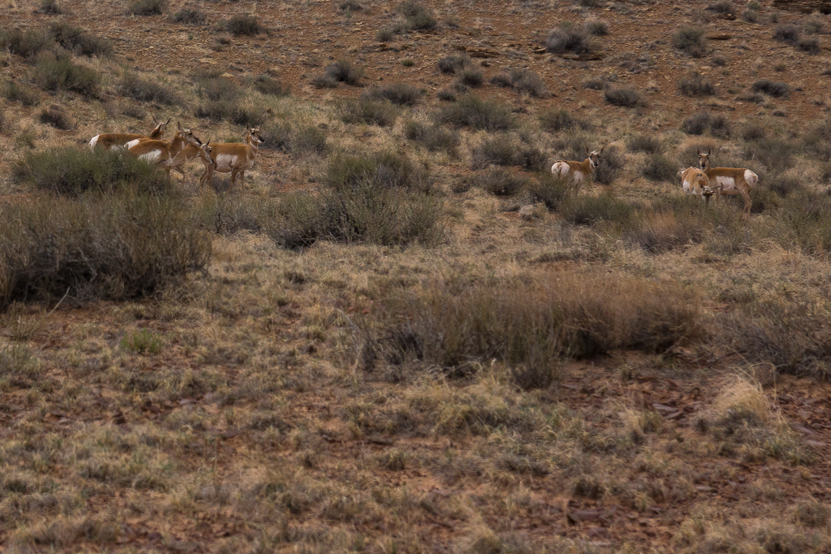 Pronghorn antilopen
