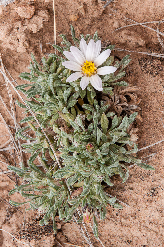 Chaetopappa ericoides.  Synonym: Leucelene ericoides. (Sand Aster)